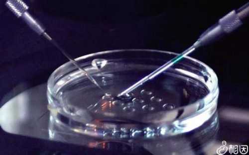 借卵价格:试管婴儿一代二代三代有什么区别