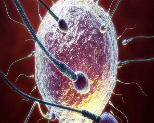 包成功代生胚胎移植(没想到！囊胚移植后喝蜂蜜水居然也有好有坏)